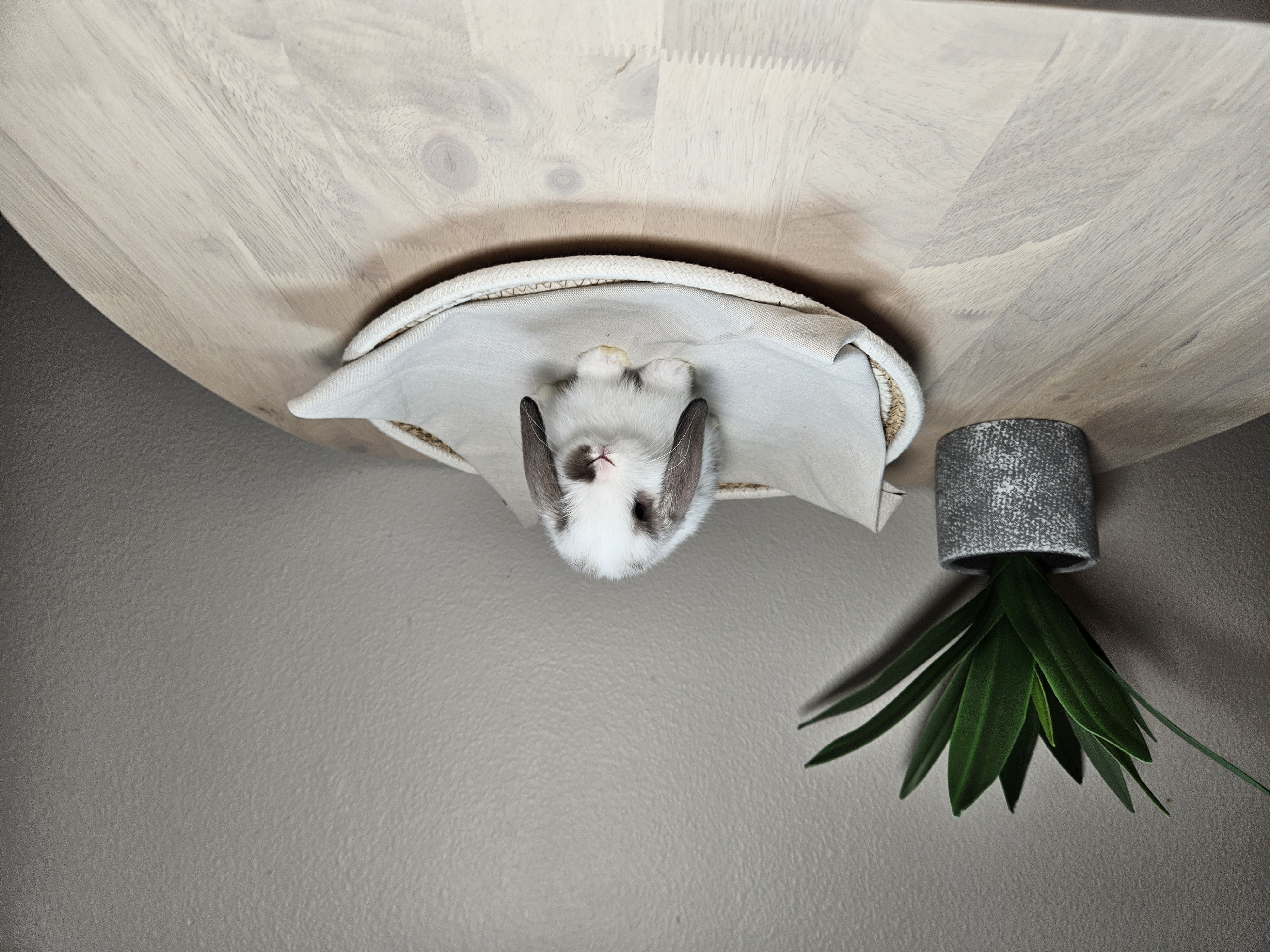 Holland Lop bunny